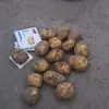 картофель оптом  в Йошкаре-Оле 4
